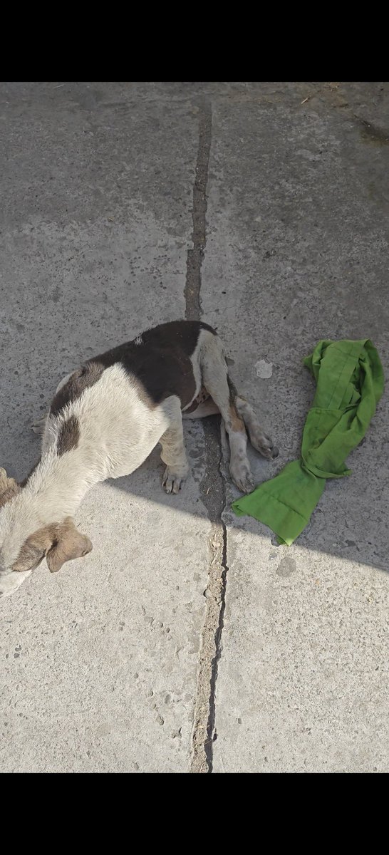 justiceforanimal_mzn Legal mind's tweet media