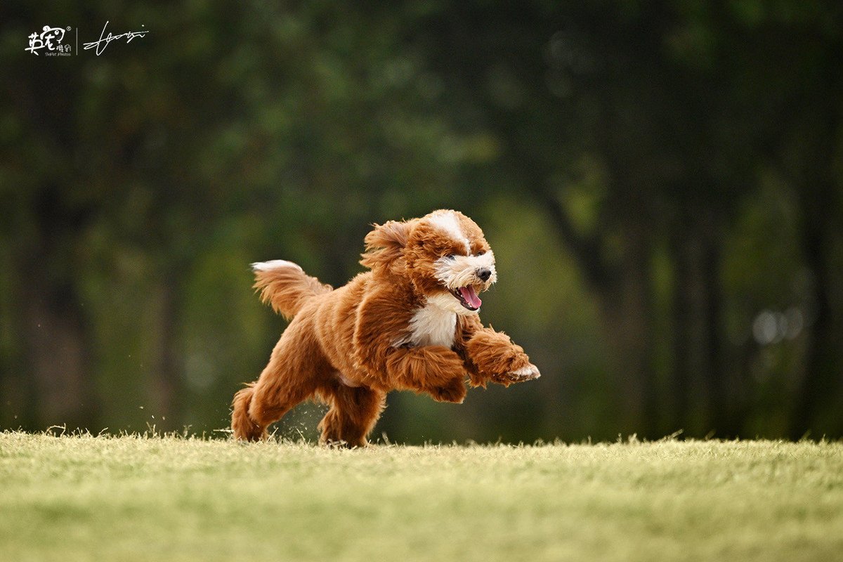 Swopnil Roy tweet media