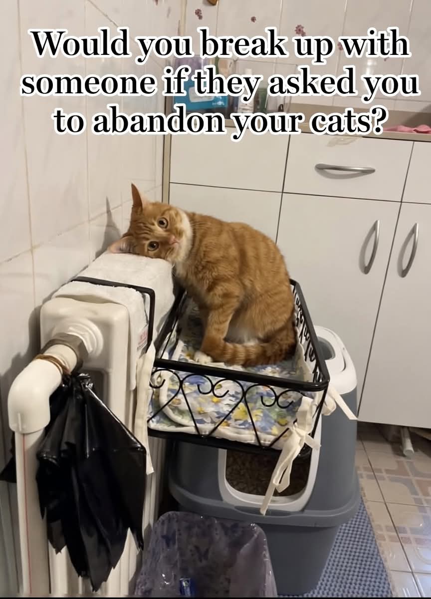 Sara Mary ⭐❤️ tweet media