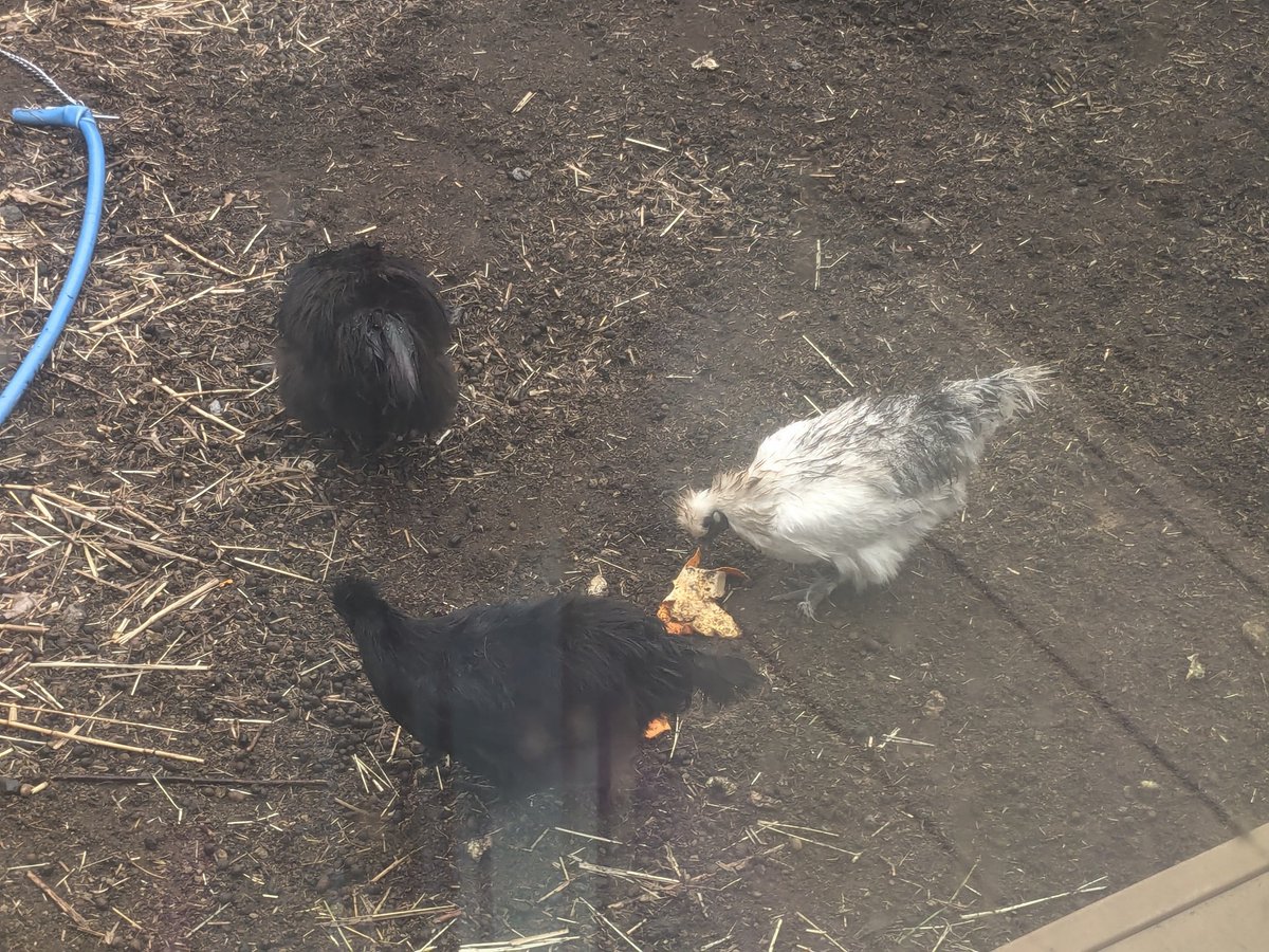 (「・ω・)「虎@住宅街で鶏とヤギ飼ってる tweet media