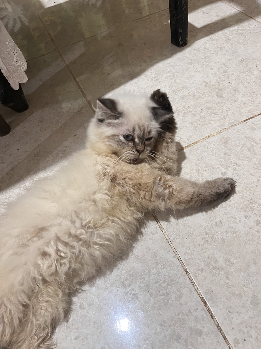 Lilith! ౨ৎ⋆ tweet media