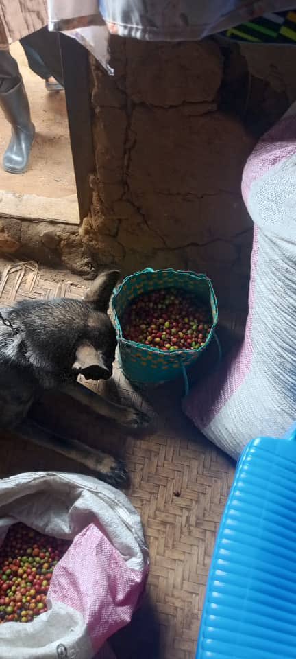 Urban_Ug1's tweet photo. For stealing coffee from Muhuwezi Masafiri's garden in Muungano Village, Tumuhimbise Salva was taken into custody. The coffee was found when @PoliceUg Dog T/P 258 tracked the suspect for more than 200 meters. https://t.co/WFke1y8jgv