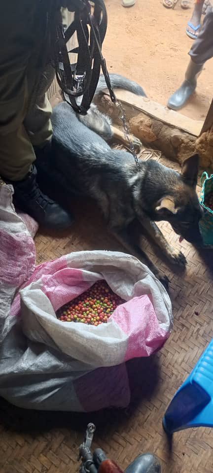 Urban_Ug1's tweet photo. For stealing coffee from Muhuwezi Masafiri's garden in Muungano Village, Tumuhimbise Salva was taken into custody. The coffee was found when @PoliceUg Dog T/P 258 tracked the suspect for more than 200 meters. https://t.co/WFke1y8jgv