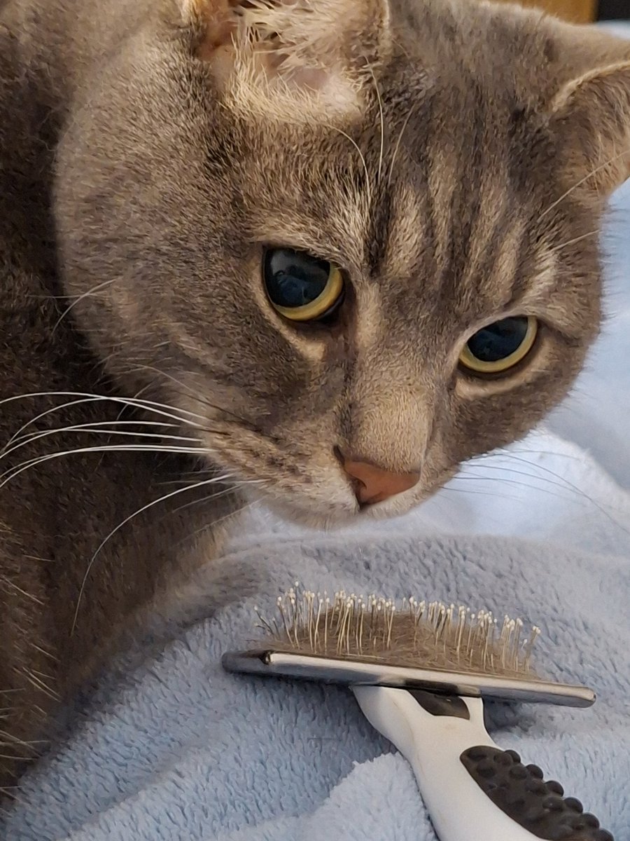 Marina Sofia tweet media