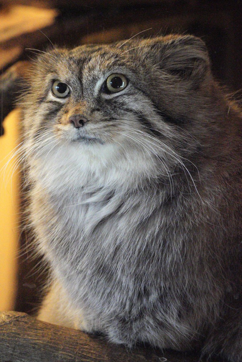 ManulerKapelle Salmler tweet media