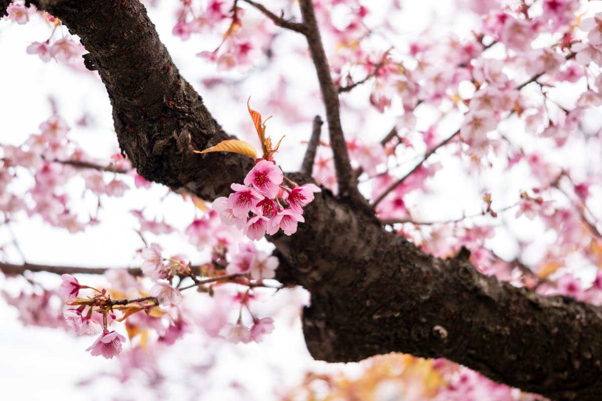 hirokiPhoto tweet media