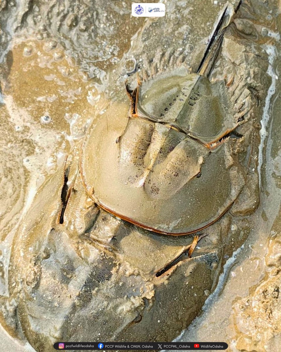 Manas Muduli tweet media