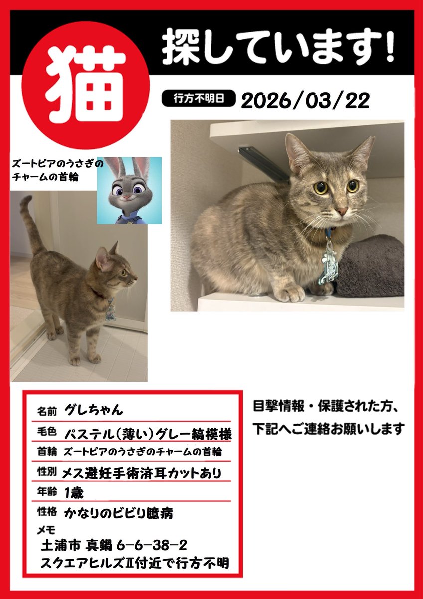 fantagrape83's tweet photo. 迷い猫捜索中
昨年茨城県土浦市真鍋に譲渡致しました兄弟猫2匹が3/22より行方不明となっています。幼い頃保護され、私預かり4ヶ月後、団体より譲渡に至ったニャンズです。
届出、ビラ配り、捕獲器、カメラやれることは現段階でやっています。
情報ありましたらDM頂けると幸いです。 https://t.co/8NeMcu8ELN