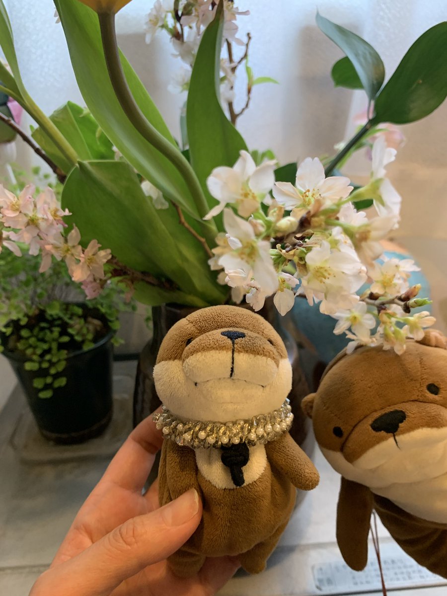 もふもふとり工房 tweet media