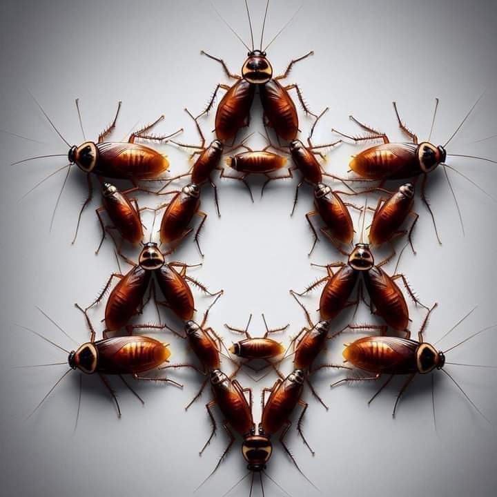 Hoda elfar El Sherif tweet media