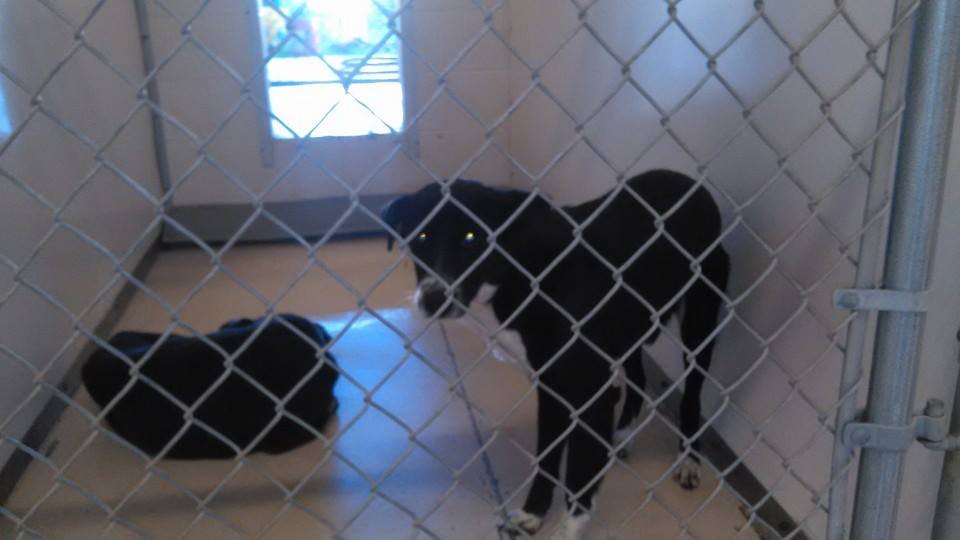 david D. tweet media