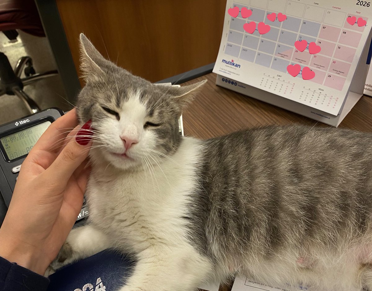 cilekli süt tweet media