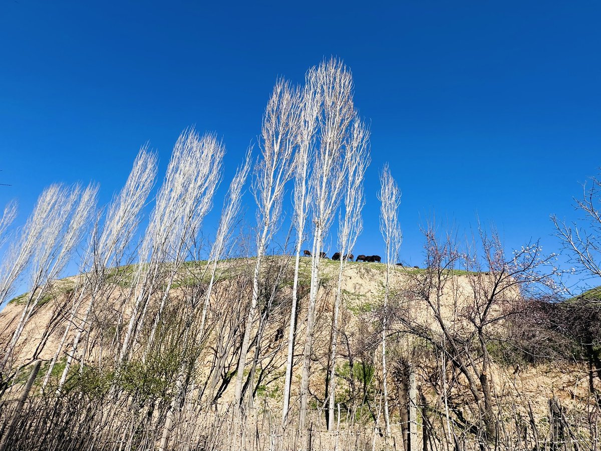 Navbahor Imamova tweet media