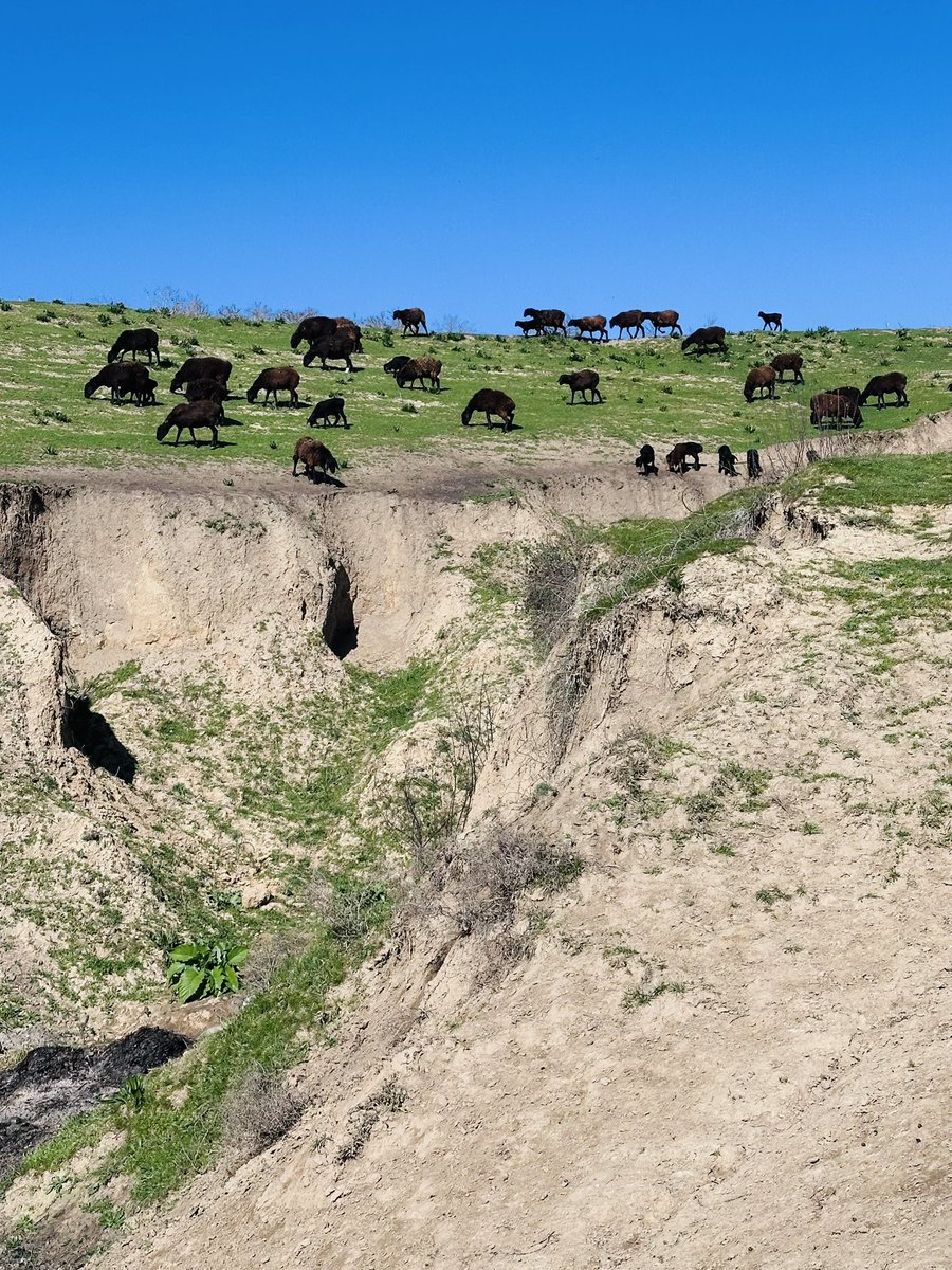 Navbahor Imamova tweet media