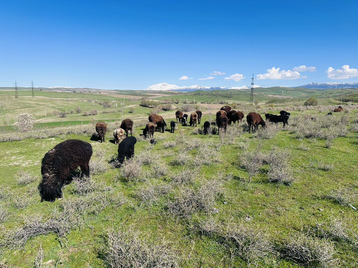 Navbahor Imamova tweet media