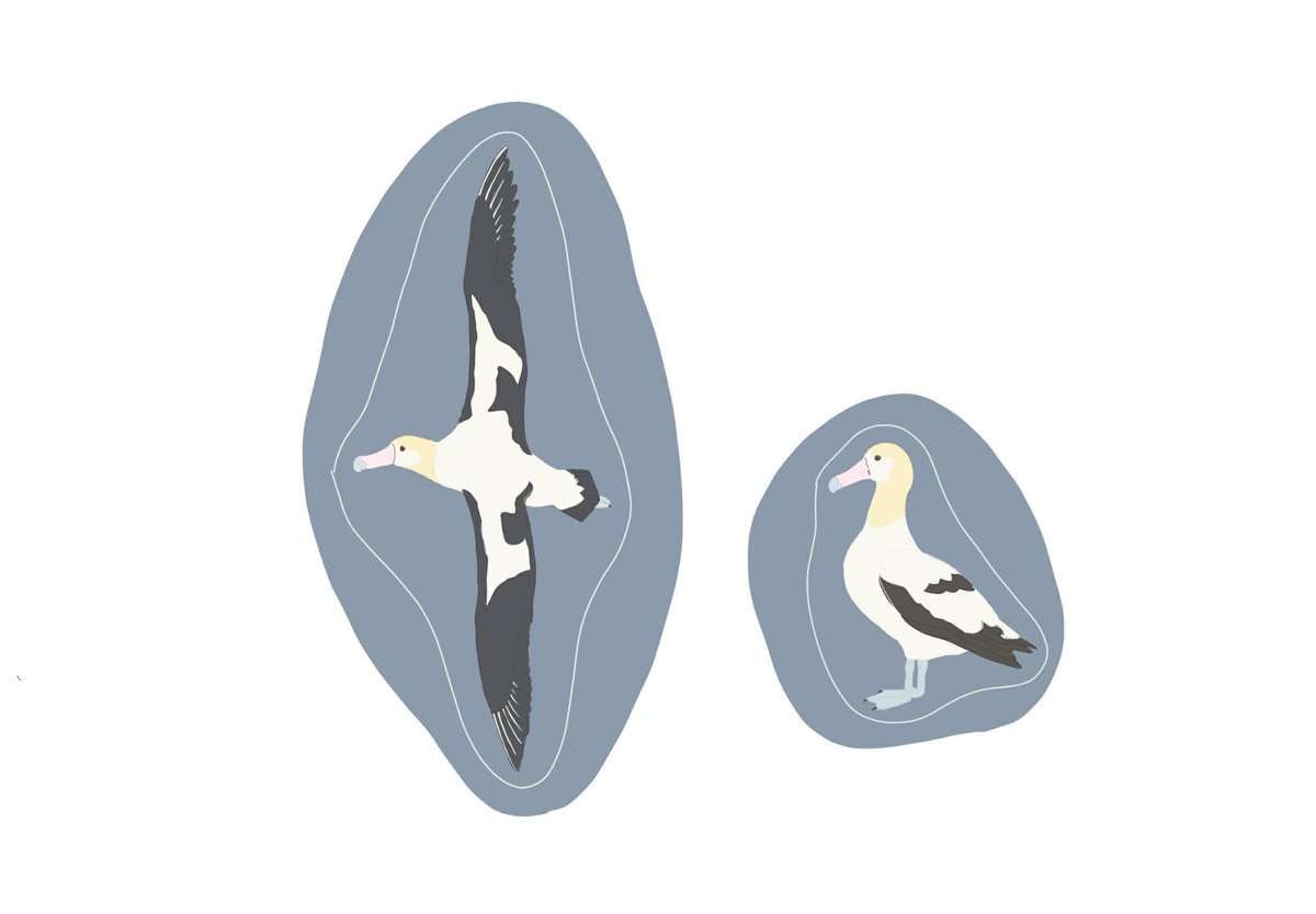 鳥類菓子図録 / Bird cookie artist tweet media