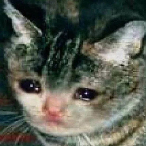 Rebeca Domínguez tweet media