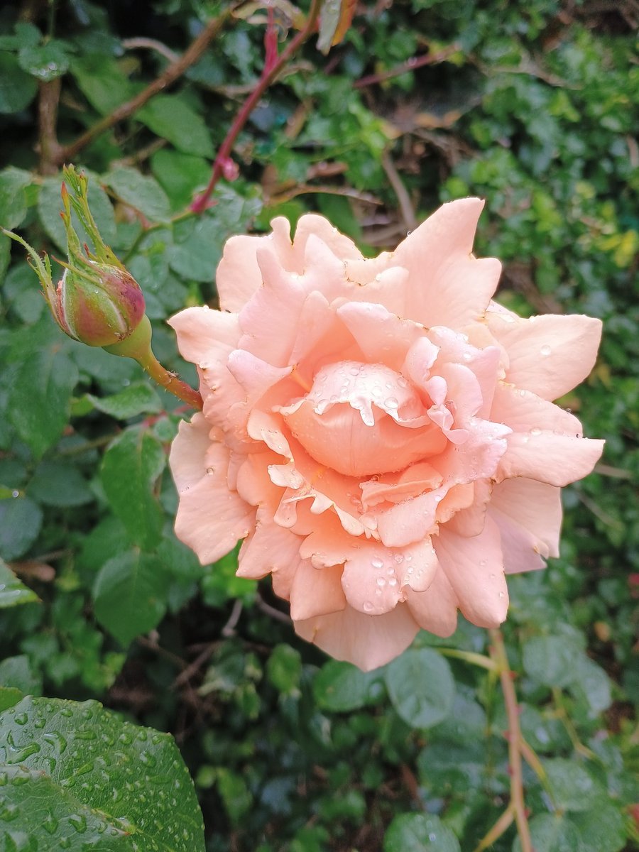 🌱Rich Pickings 🌳🌷🏵️ tweet media