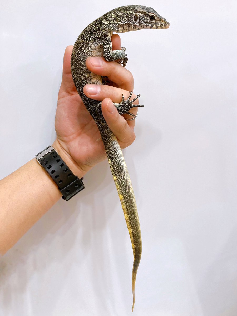 ELMER l エルマー@4/26(日) JH静岡 tweet media