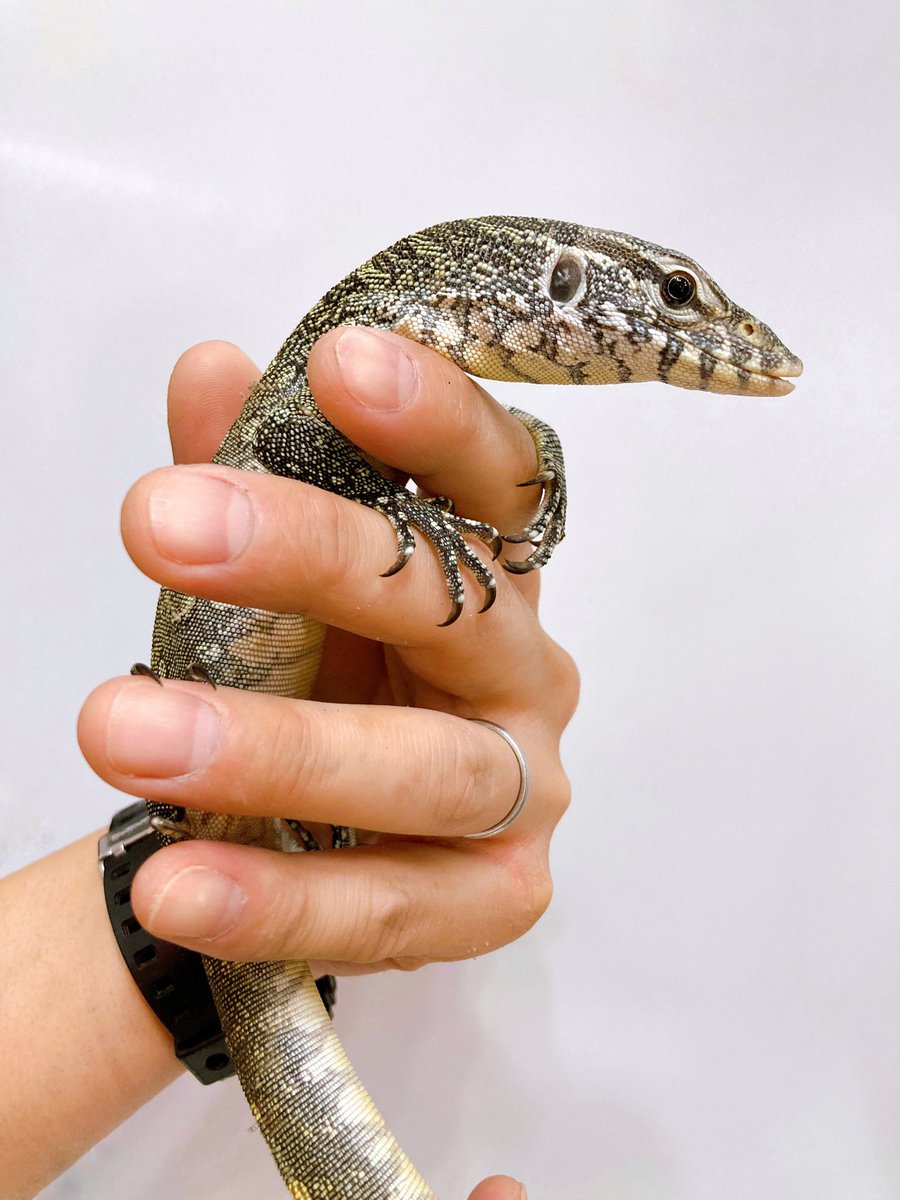 ELMER l エルマー@4/26(日) JH静岡 tweet media