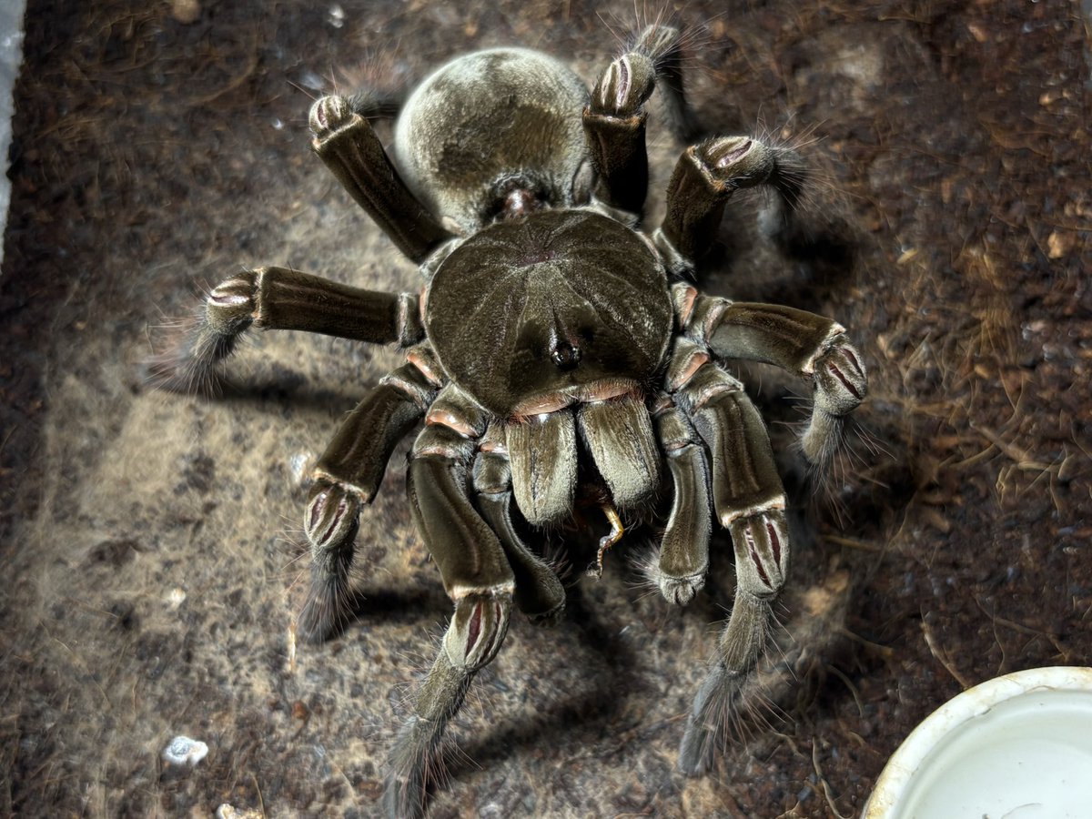Kuri_tarantula's tweet photo. Theraphosa stirm ♀
バーガンディゴライアスバードイーター

脱皮後初捕食
まだ大きくなると思いますが、既に規格外で他のタランチュラとは別物に見えてきます。 https://t.co/jdGdh45mHx