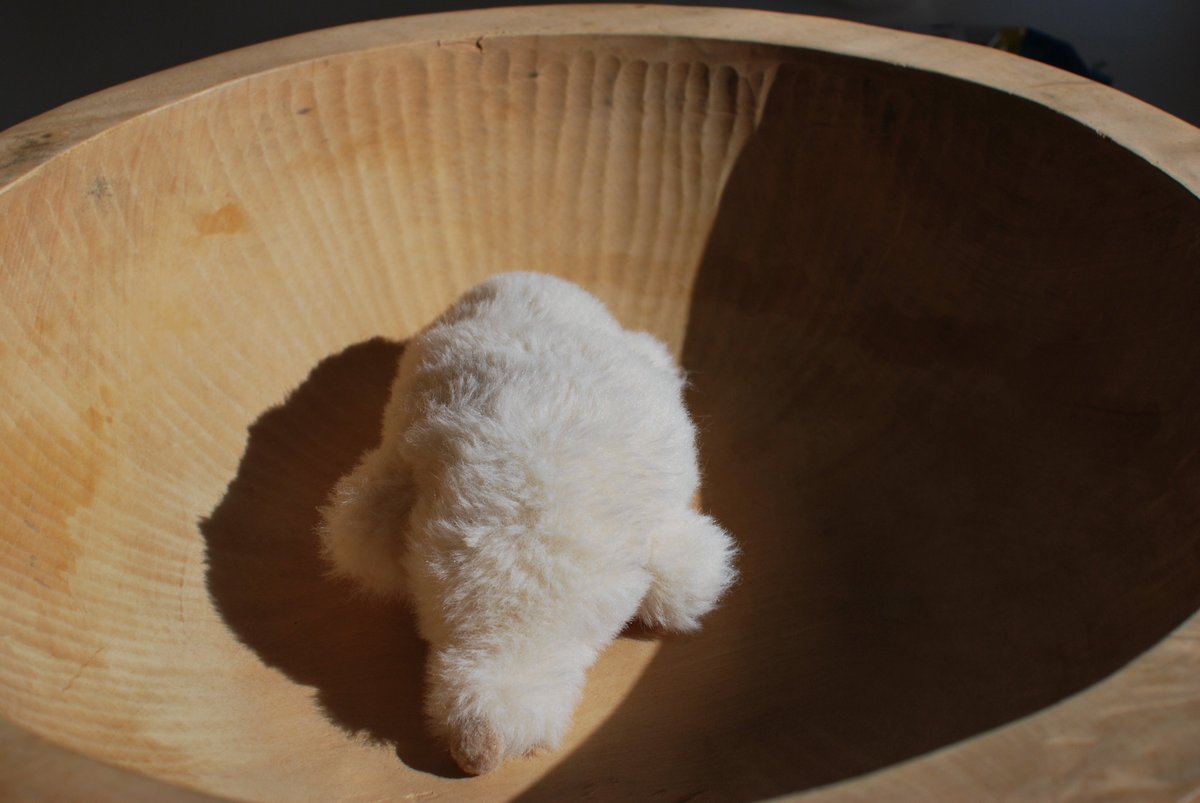 カネヒラ tweet media