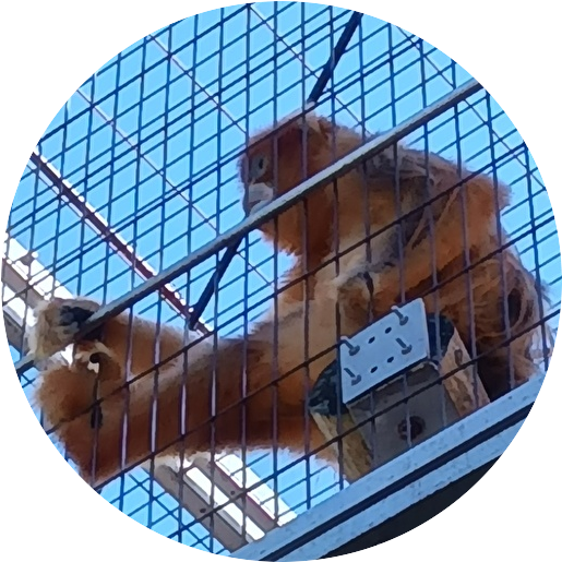 ランサー tweet media