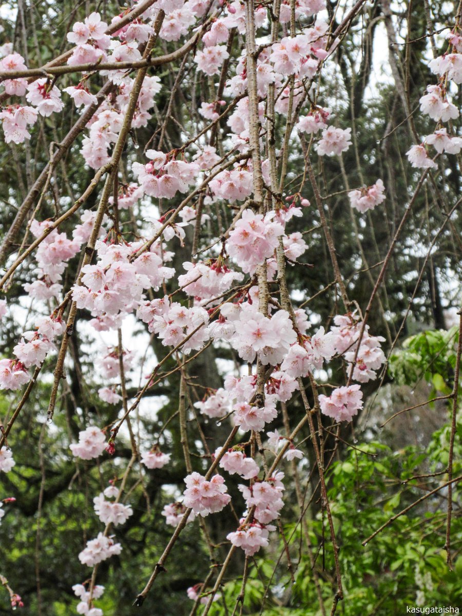 春日大社 kasugataisha shrine tweet media
