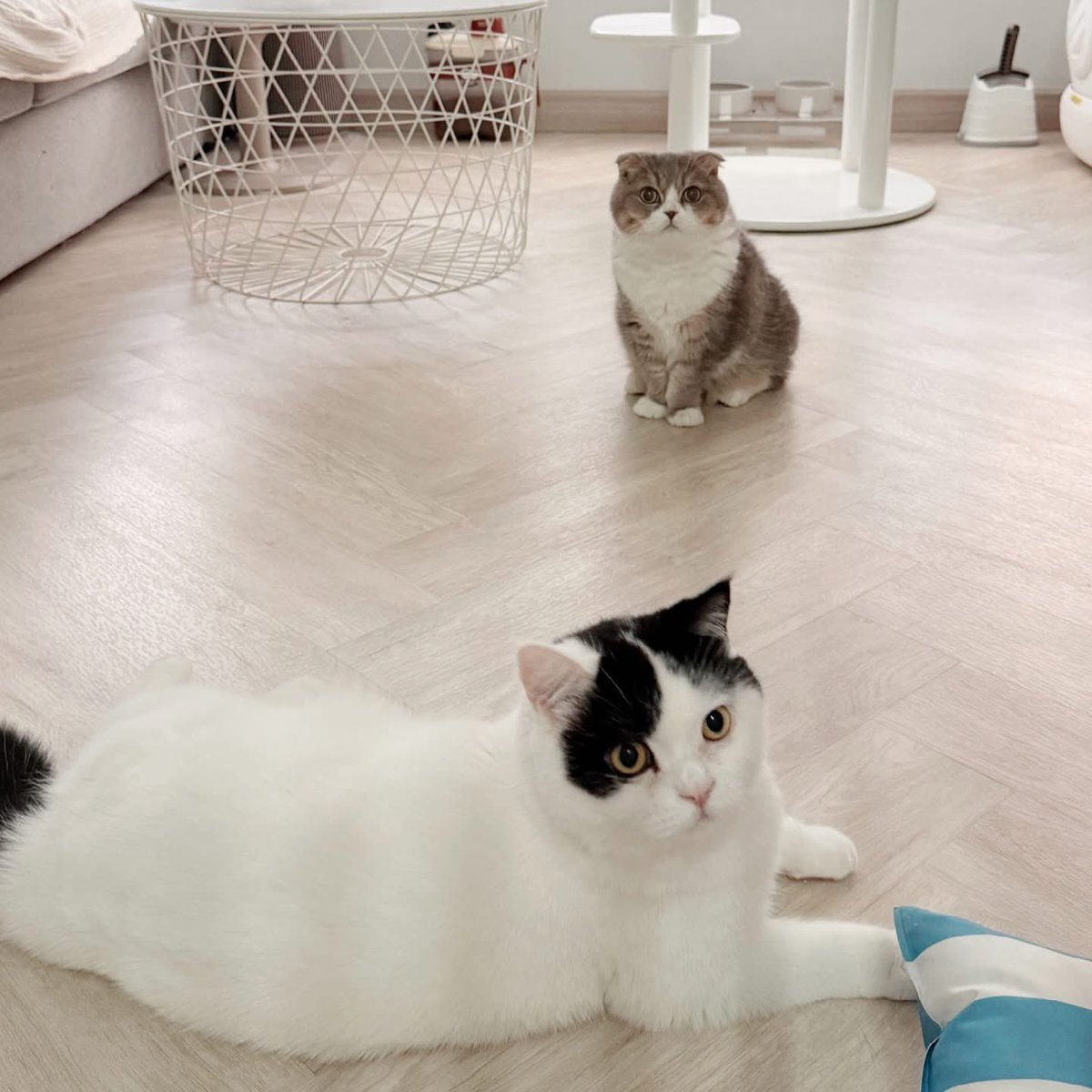 HUAHOM MEAWGOH tweet media