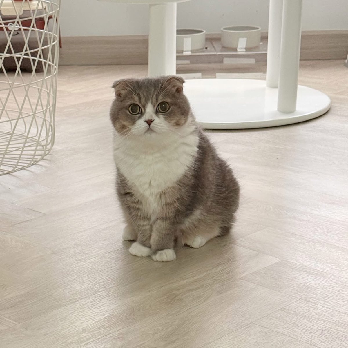 HUAHOM MEAWGOH tweet media