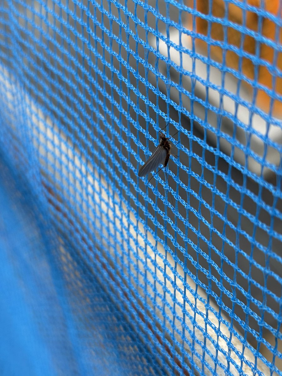 ブルーベリー栽培部(`・ω・´) tweet media