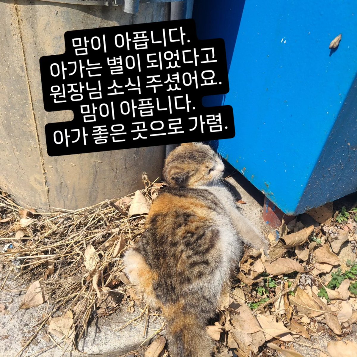 동두천 냥이쉼터 tweet media