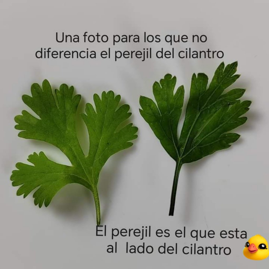 🍒🌻La Patito🌻🍒 tweet media