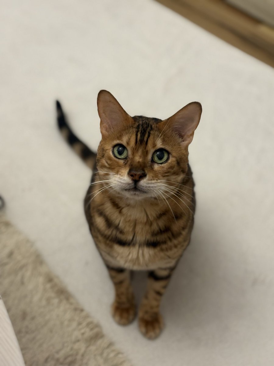 ななみ tweet media