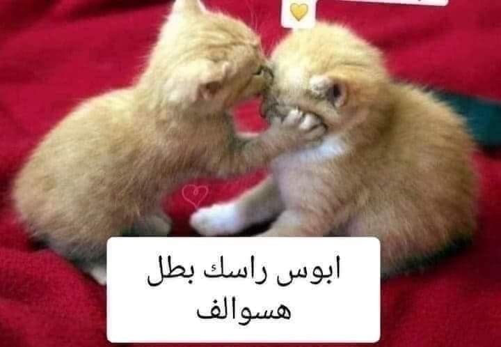 شمس الشموسة tweet media