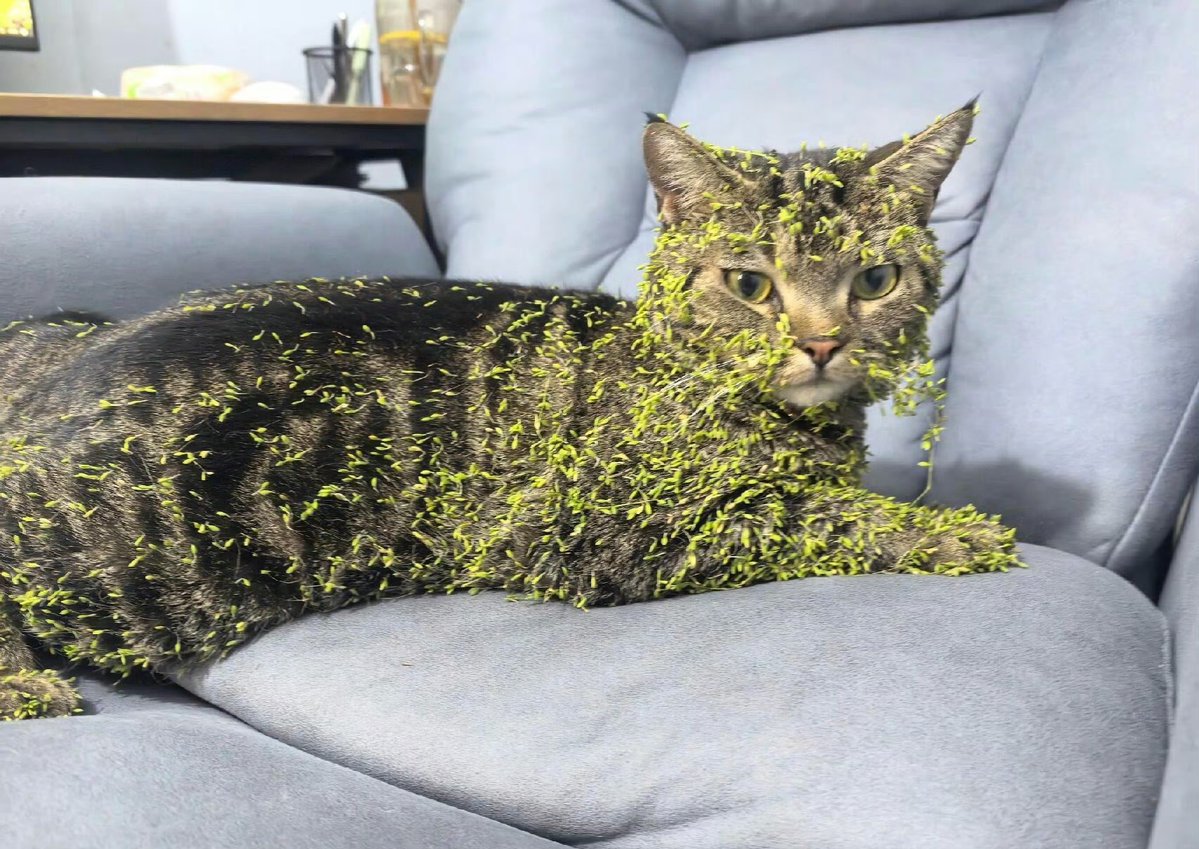 cindy guerrero tweet media