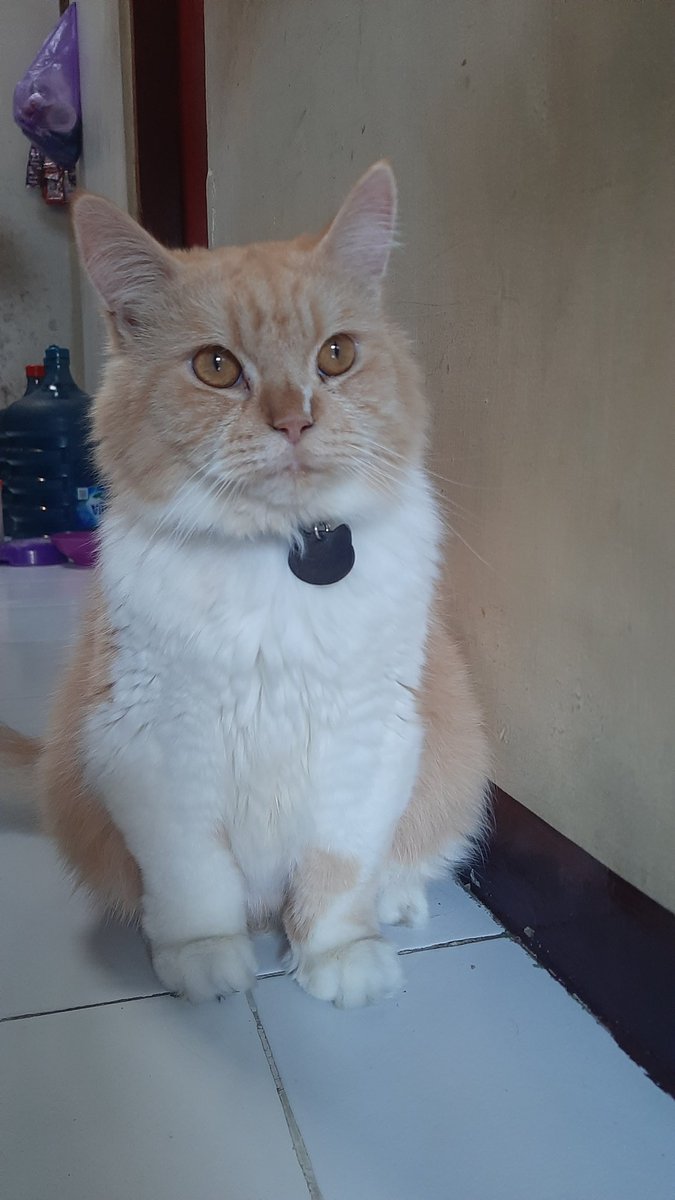 Arthur-nya mas Jawa tweet media