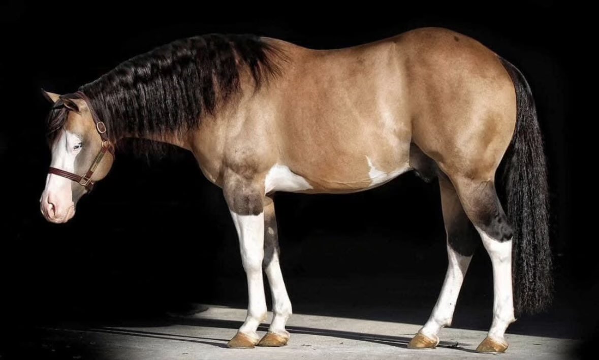 🐎 Lucky McQueen 🏎️ tweet media