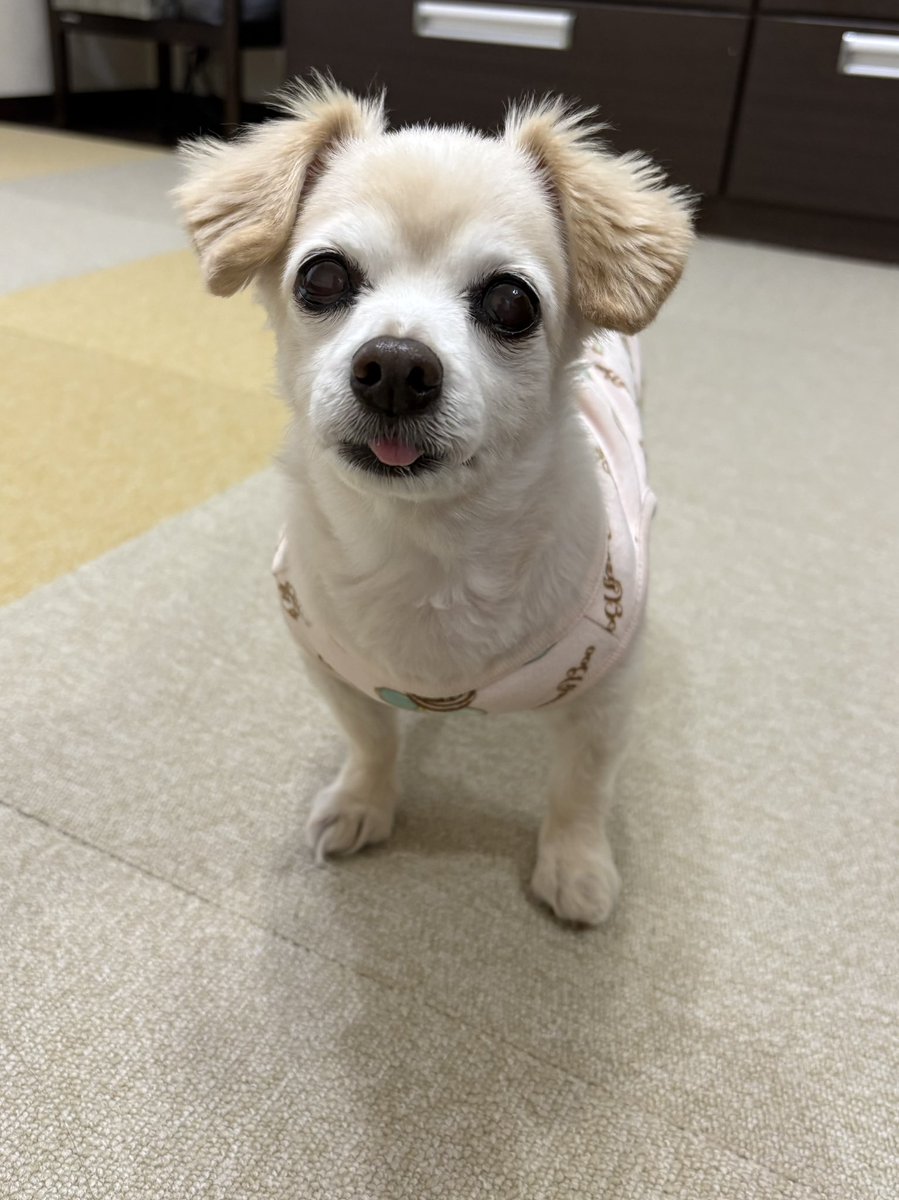 またまたミモザの写真です🤣👍 ミモザ好きなので、🤭 ミモザにも種類が