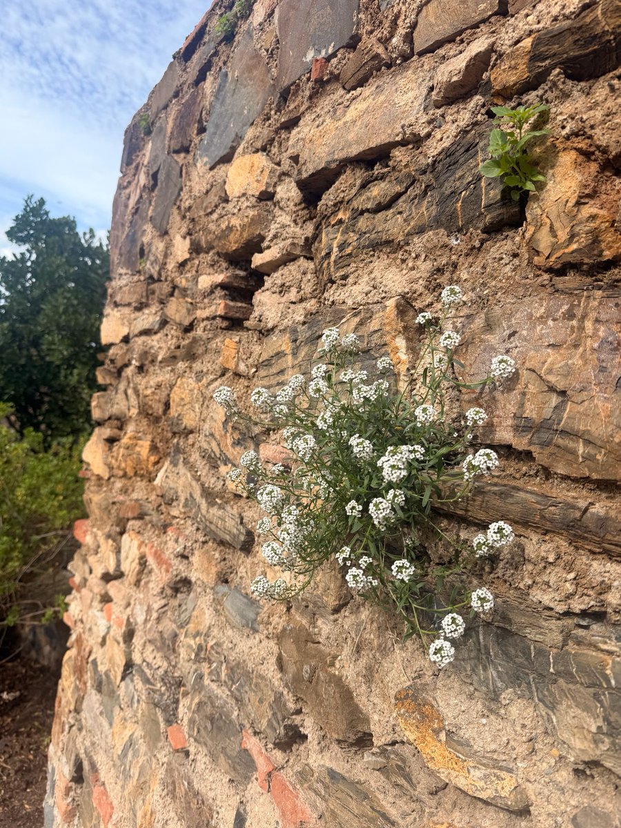 MedeinasHollow's tweet image. Everywhere
#NatureEscape #naturephotography #NatureIsMagic #plants