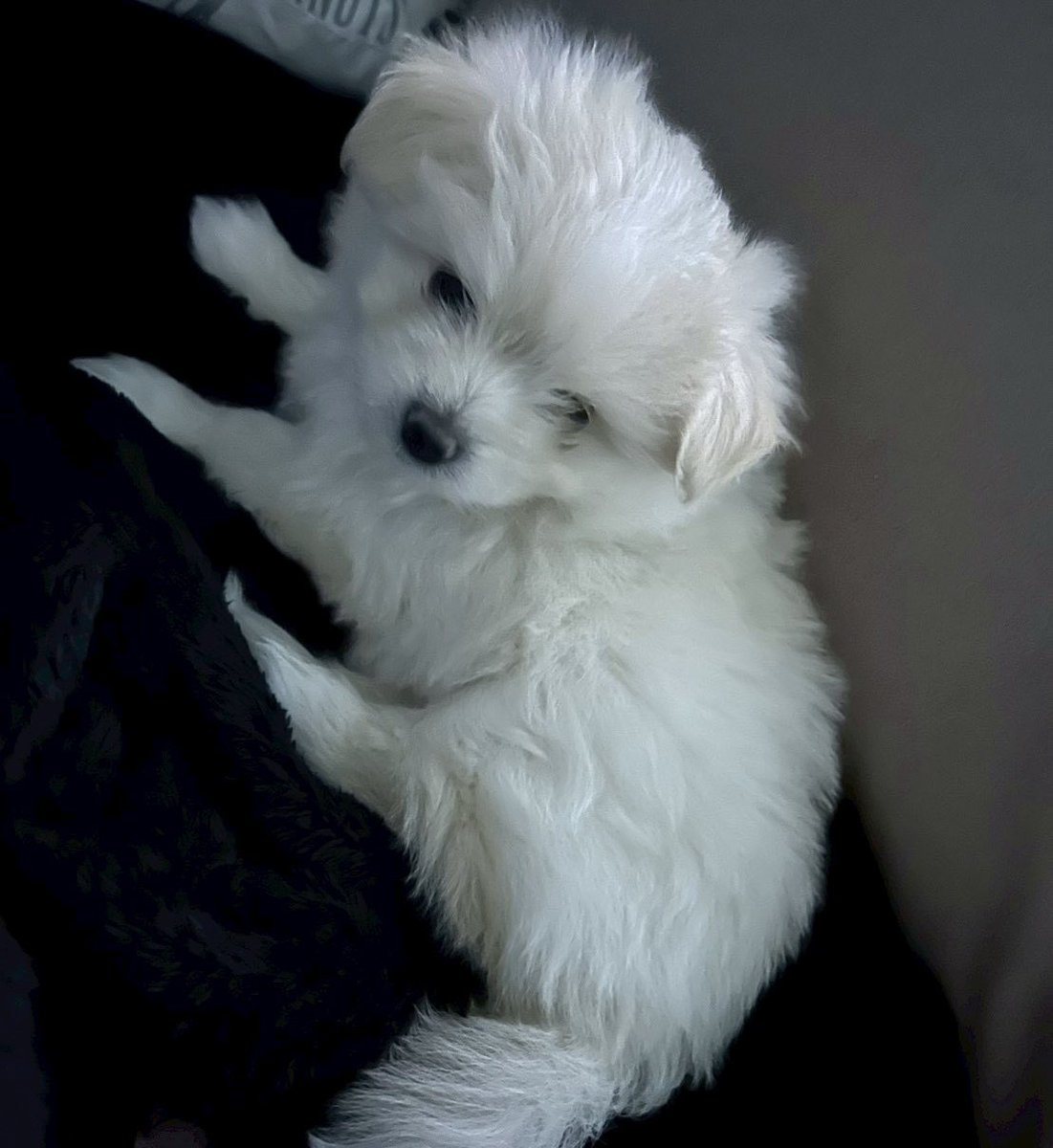 ドーン🐾 tweet media