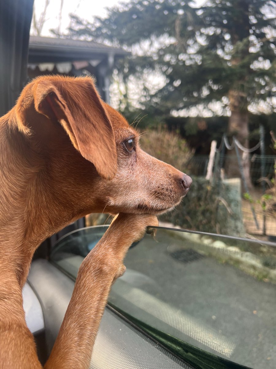 چوری tweet media