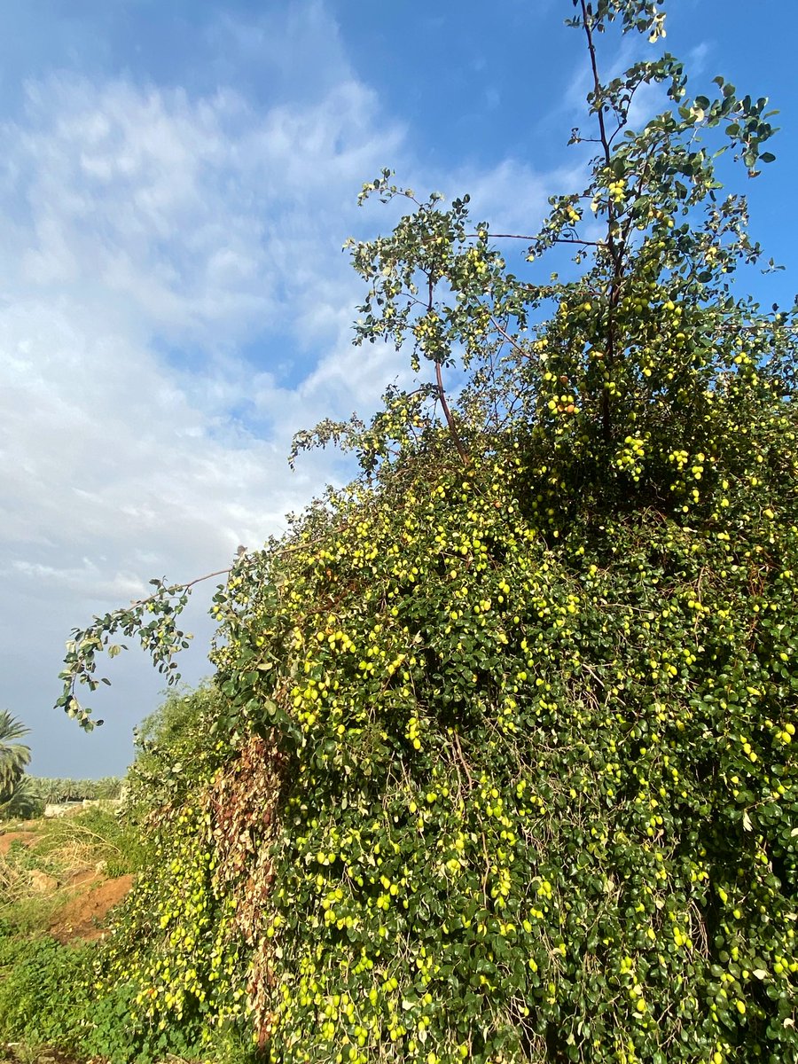 فَهّده tweet media