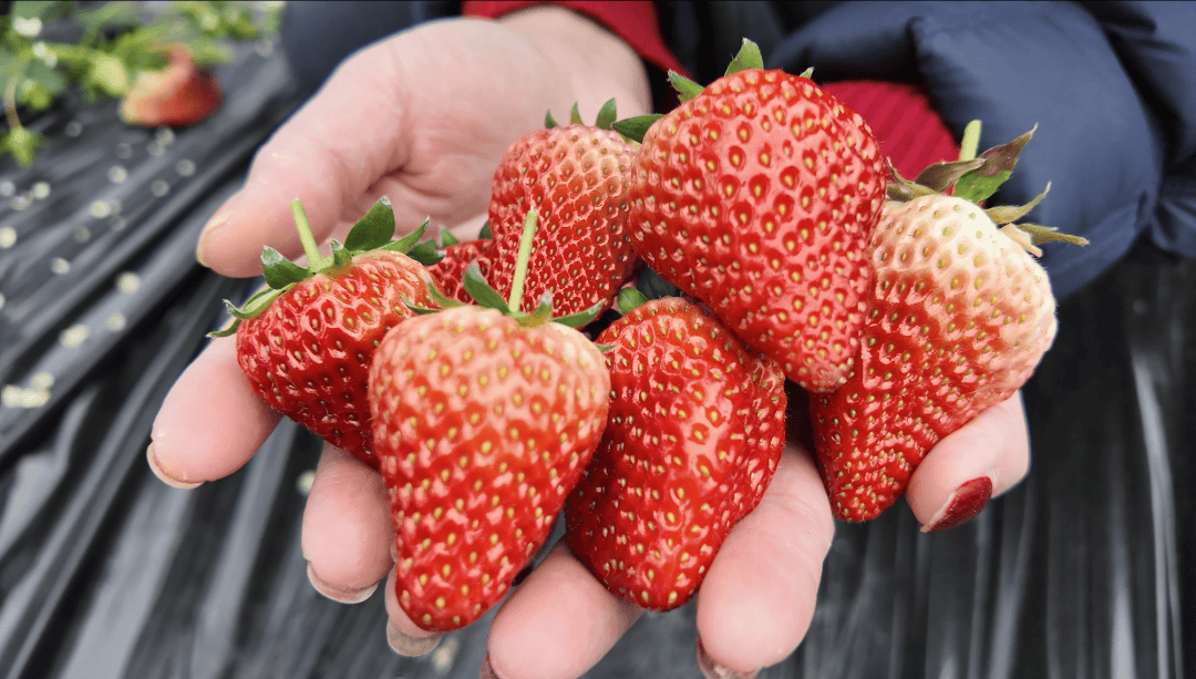 Tony Downey tweet media