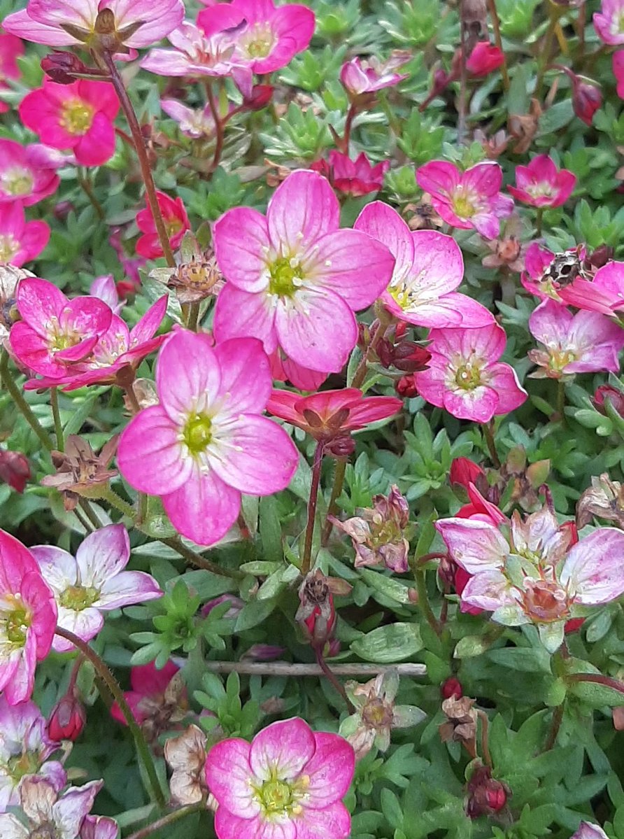 lynne chitty tweet media