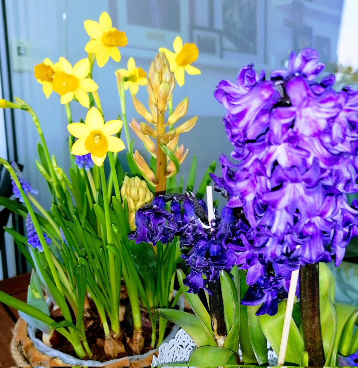 Frankenmadl Austria tweet media