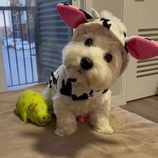 everything dogs 🐶 tweet media