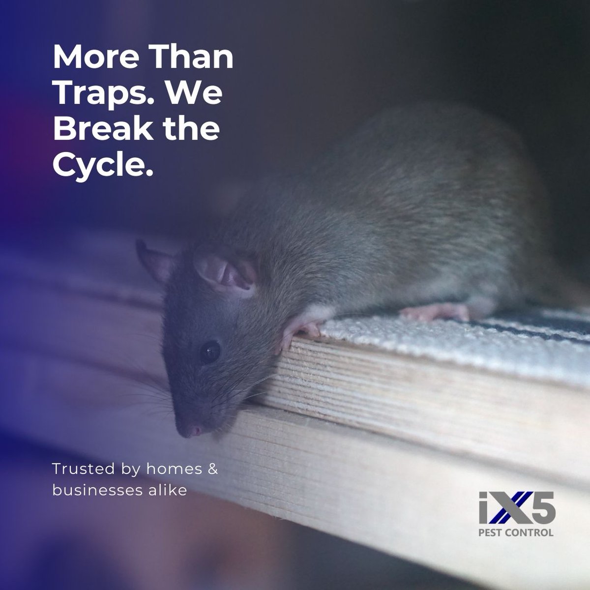 iX5uk's tweet photo. Ever wondered how we deal with rats? 🐀
From tracking entry points to placing targeted treatments, our job is about more than traps – it’s about breaking the cycle for good.
iX5 Pest Control = safe, discreet, effective. https://t.co/YyXmG4JTvp
#BehindTheScenes #PestProfessionals https://t.co/r4WC2BNdrG