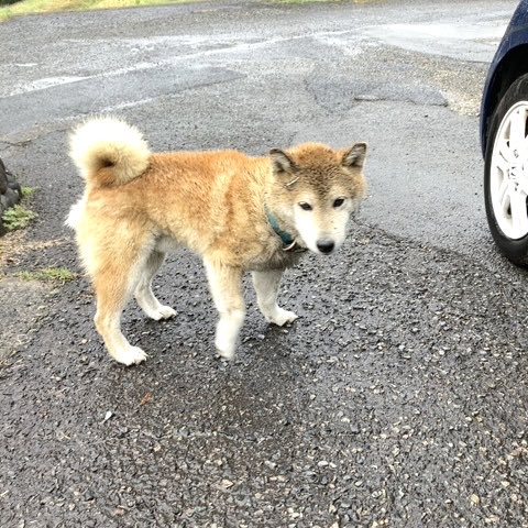 森の工房ばんどり@次は博物まにあ！ tweet media