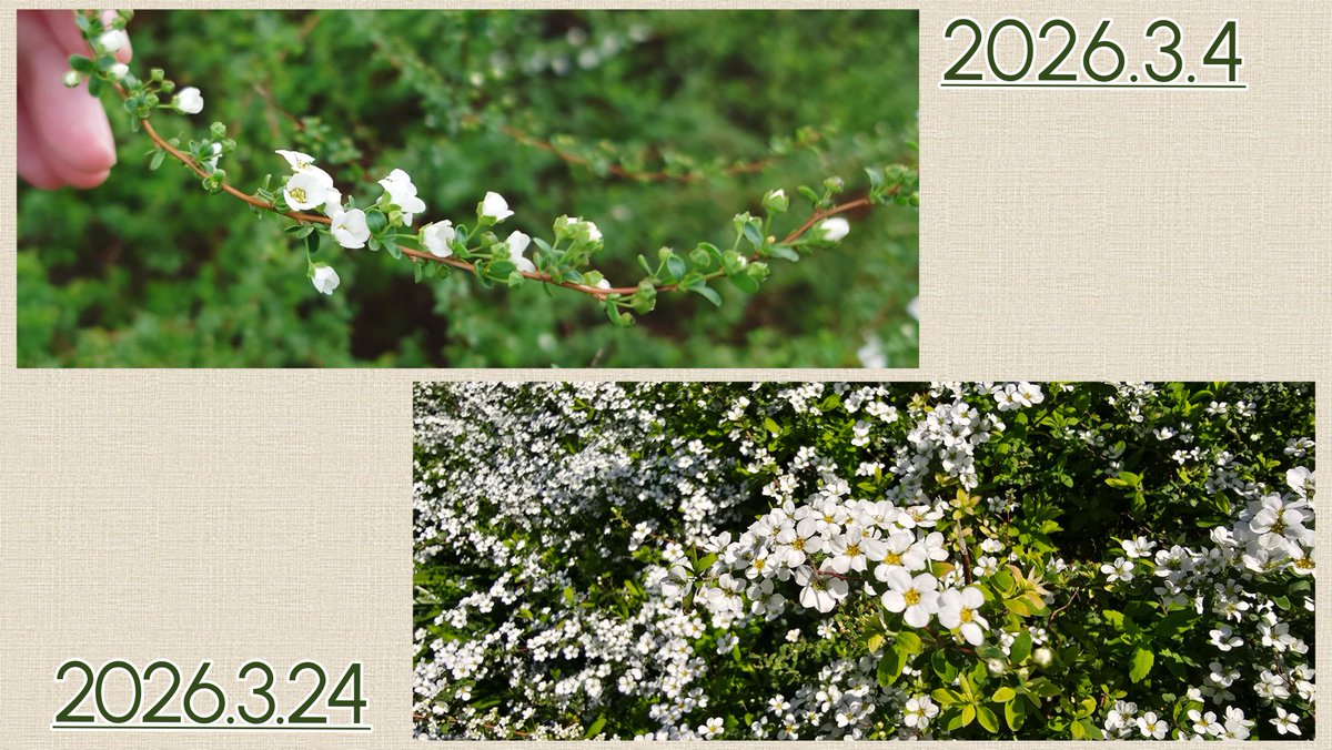 燕七夏🪄🪭ﾂﾊﾞﾒ ﾅﾅｶ tweet media